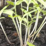 Leggy Tomato Plant