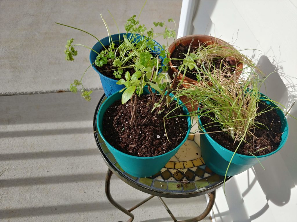 Re-pot herbs for indoor herb garden