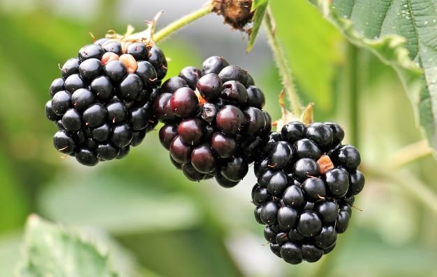 triple crown blackberry ready to be picked